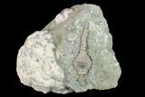 Fossil Crinoid (Macrocrinus) - Crawfordsville, Indiana #132805-1